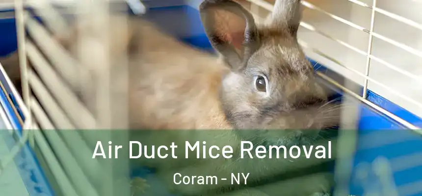  Air Duct Mice Removal Coram - NY